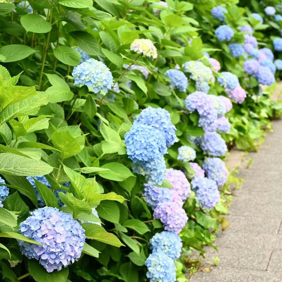 「あじさい」を見に出かけました
