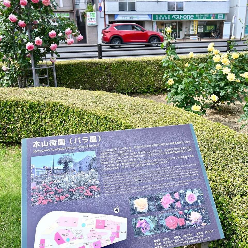 本山街園 バラ園