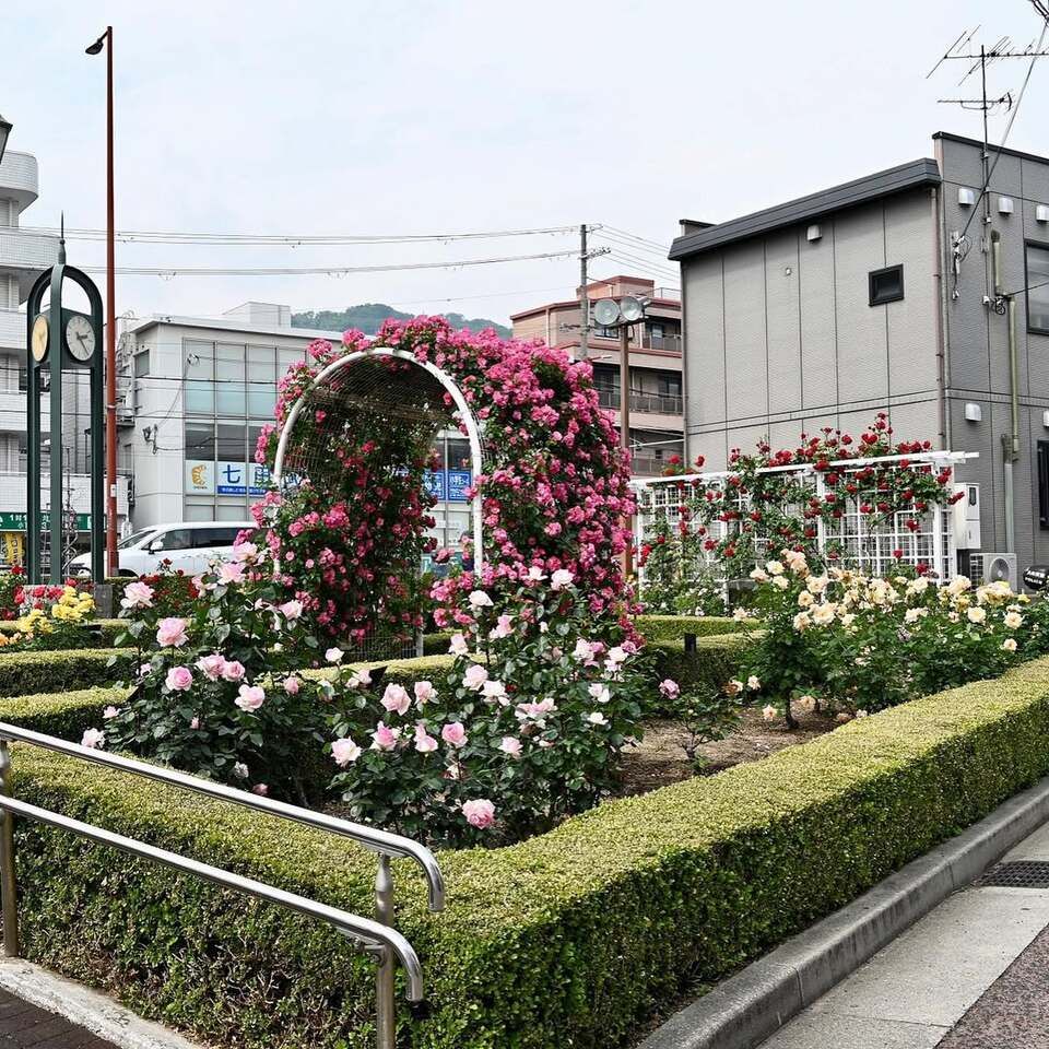 本山街園 バラ園