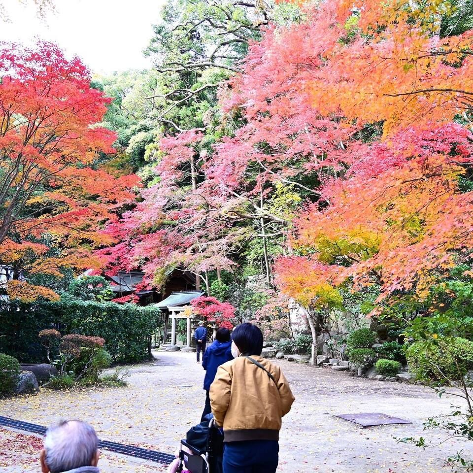 紅葉ドライブ