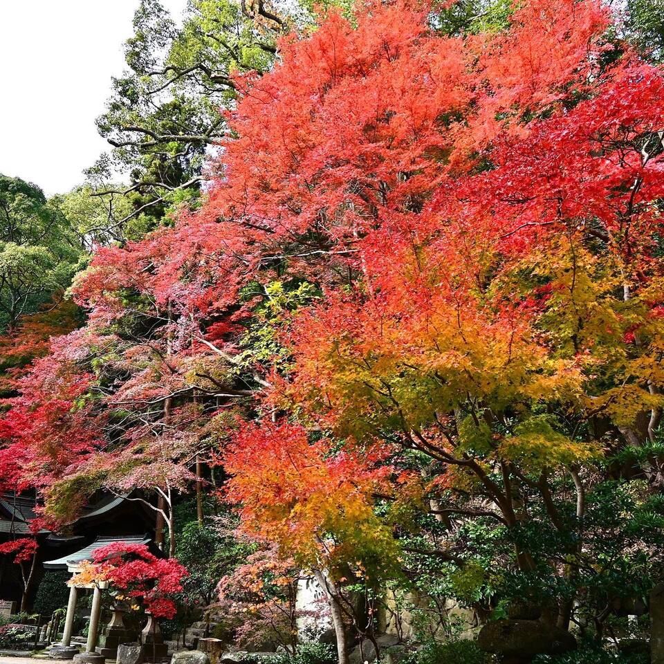 紅葉ドライブ