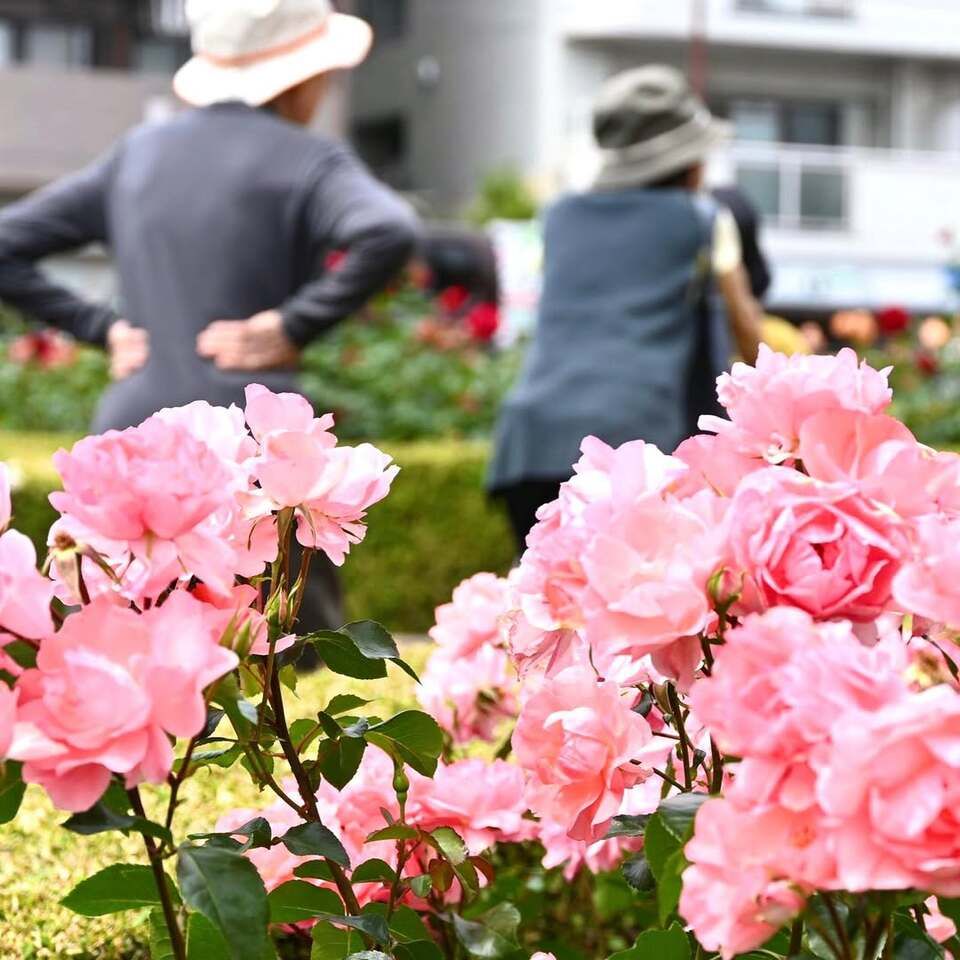 本山街園 バラ園（２回目）