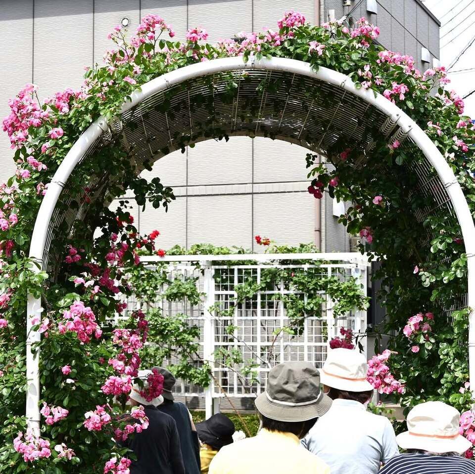 本山街園 バラ園（２回目）