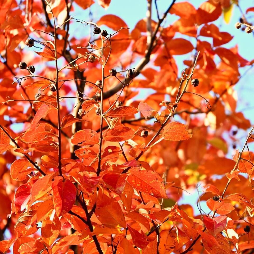 施設植栽の“紅葉”