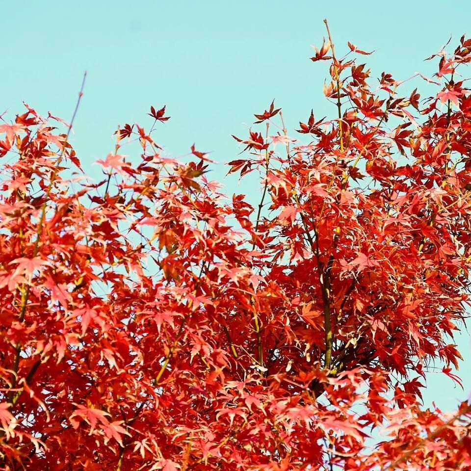 施設植栽の“紅葉”