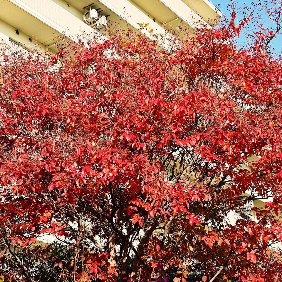 施設植栽の“紅葉”