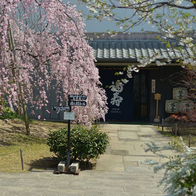 【酒心館】、ノーベル賞晩餐会で供される「福寿純米吟醸」の醸造所のしだれ桜