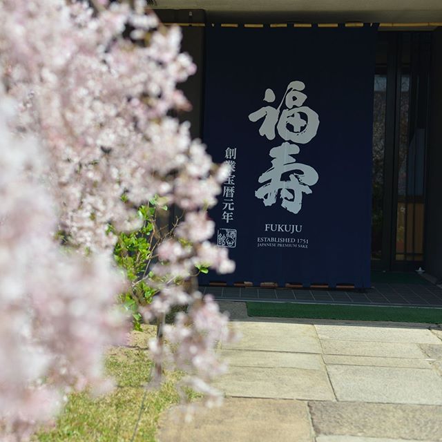 【酒心館】、ノーベル賞晩餐会で供される「福寿純米吟醸」の醸造所のしだれ桜