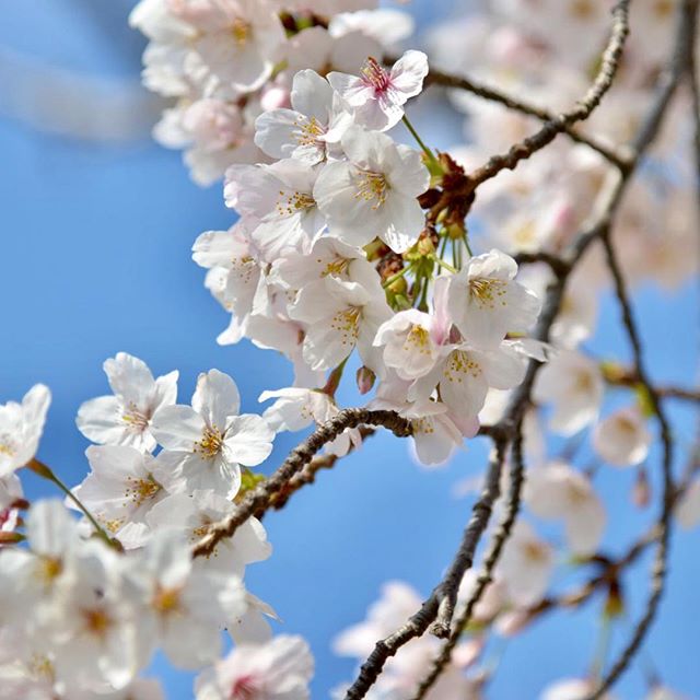 野寄公園の桜と“桜のちらし寿司”