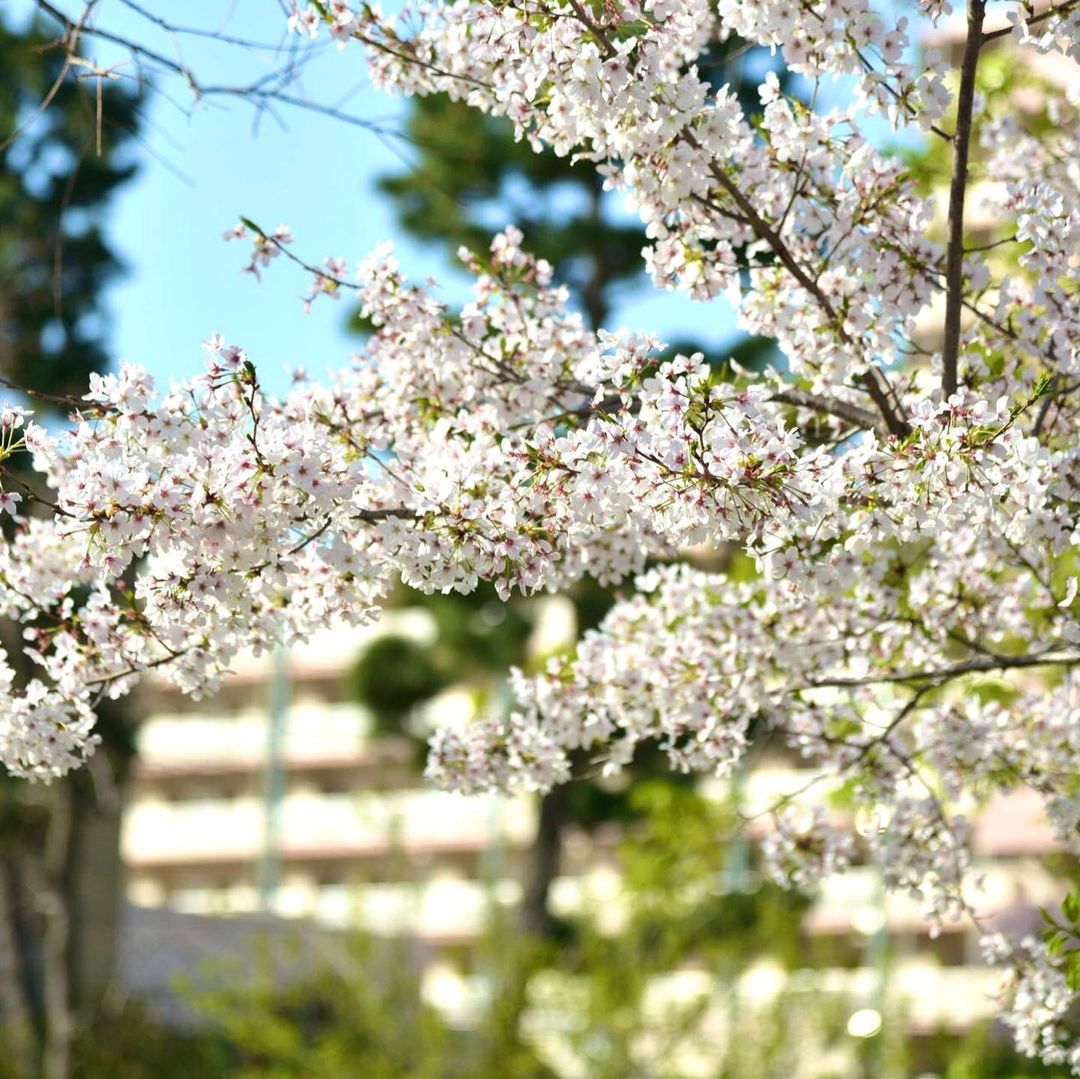 桜：野寄公園