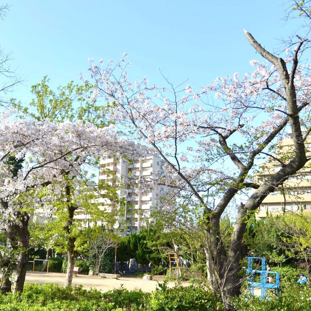 桜：野寄公園